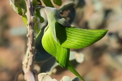 Crotalaria cunninghamii