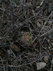 Coryphantha retusa