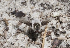Bombylius incanus
