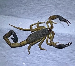 Centruroides bicolor