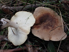 Leucopaxillus eucalyptorum
