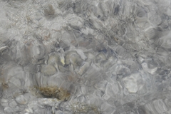 Tridacninae