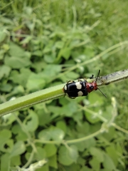 Megalopodidae