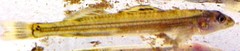 Ammocrypta bifascia