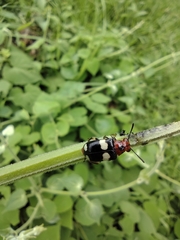 Megalopodidae