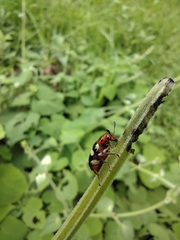 Megalopodidae