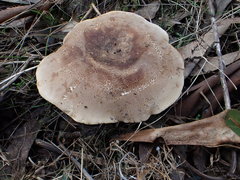 Leucopaxillus eucalyptorum
