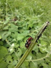 Megalopodidae