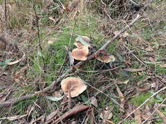 Leucopaxillus eucalyptorum