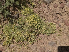 Cusickiella quadricostata