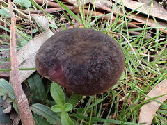 Boletus tasmanicus