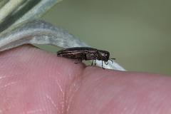 Agrilus politus