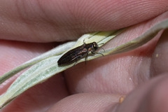 Agrilus politus