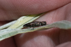 Agrilus politus