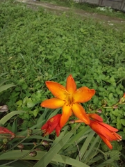 Crocosmia × crocosmiiflora