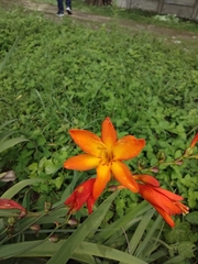 Crocosmia × crocosmiiflora