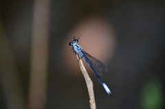 Bayadera brevicauda