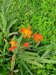 Crocosmia × crocosmiiflora