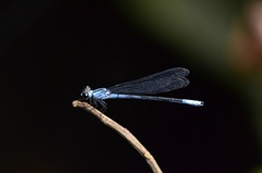 Bayadera brevicauda