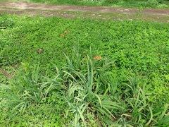 Crocosmia × crocosmiiflora