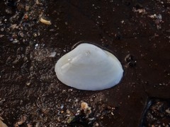 Mactrotoma antecedens