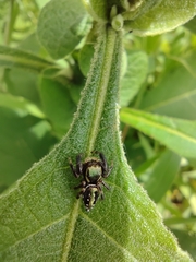 Paraphidippus