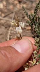 Astragalus johannis-howellii
