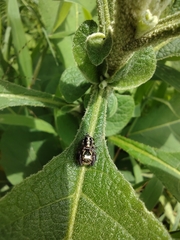 Paraphidippus
