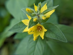 Lysimachia punctata
