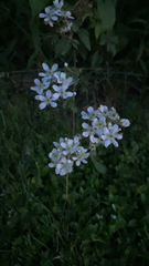 Filipendula vulgaris