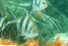 Scorpis georgiana