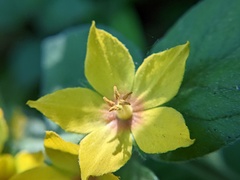 Lysimachia punctata