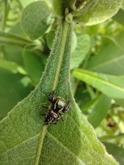 Paraphidippus