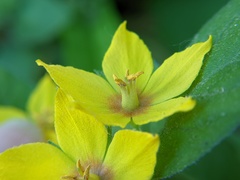 Lysimachia punctata