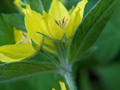 Lysimachia punctata