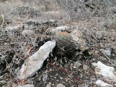 Coryphantha retusa