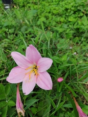 Zephyranthes