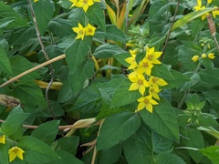 Lysimachia punctata
