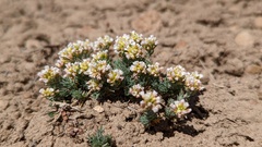 Polyctenium fremontii