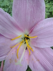 Zephyranthes