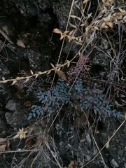 Pellaea ternifolia