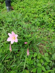 Zephyranthes