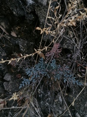 Pellaea ternifolia