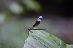 Psolodesmus mandarinus mandarinus