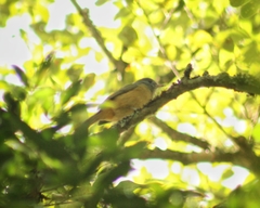 Mionectes rufiventris