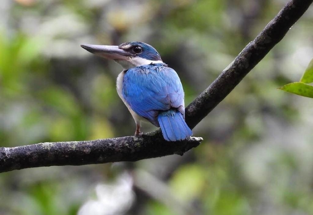 Collared Kingfisher from Pasir Ris, Singapore on June 01, 2022 at 09:14 ...