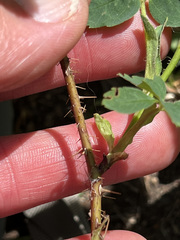 Rosa acicularis acicularis