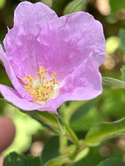 Rosa acicularis acicularis