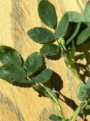 Rosa acicularis acicularis