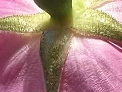 Rosa acicularis acicularis